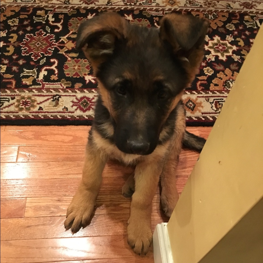 Meet your Posher, Karina